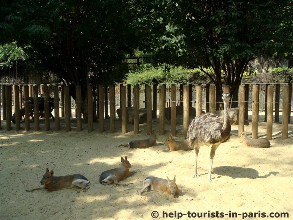 Tiere im Zoo in Paris