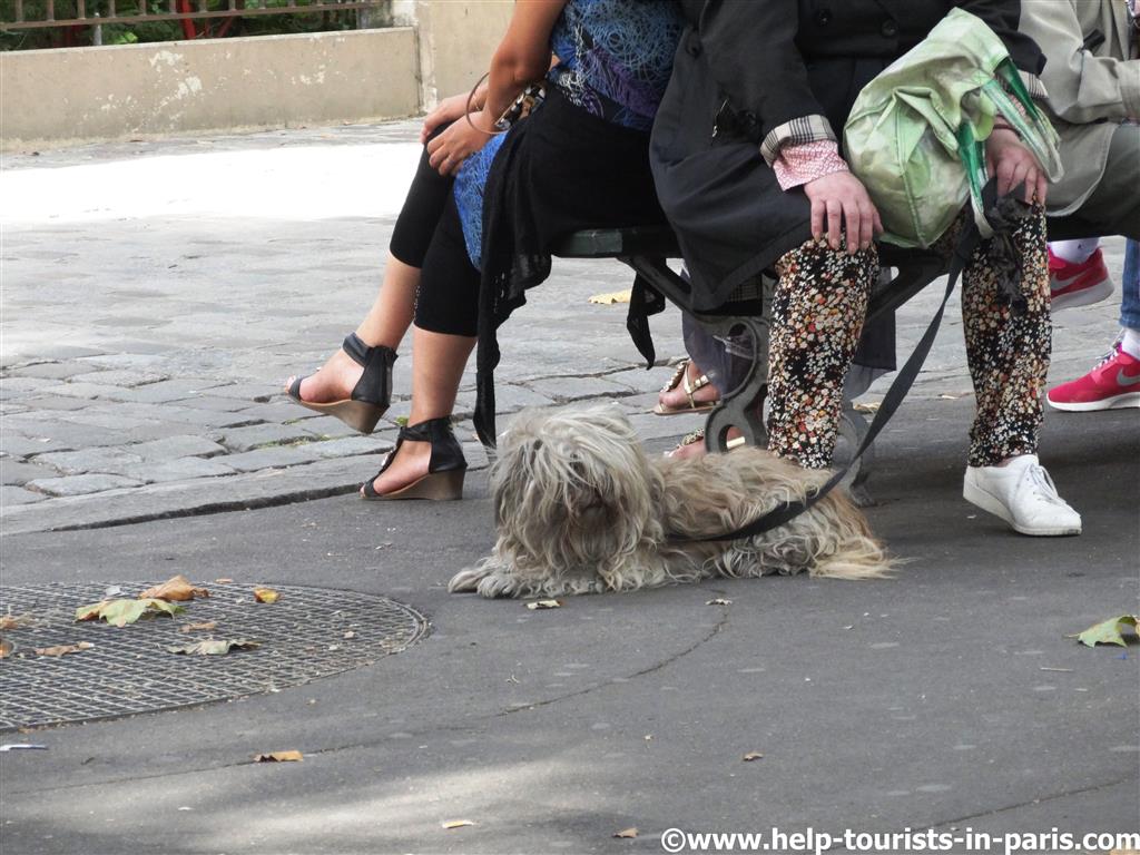 Mit Hund in Paris urlauben