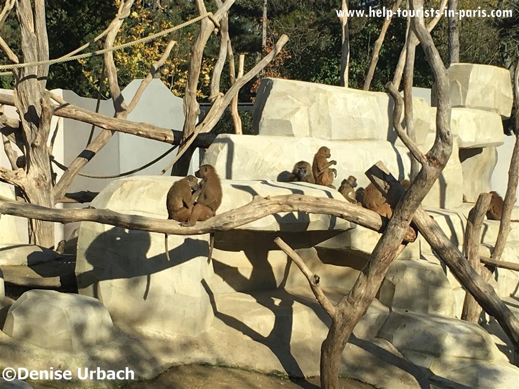 Affengehege Zoo Paris